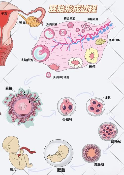 沈阳试管助孕可以鲜胚移植吗？专业机构为你详细解答